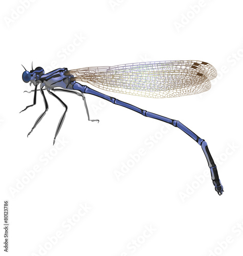 Blue dragonfly with folded wings isolated on white background