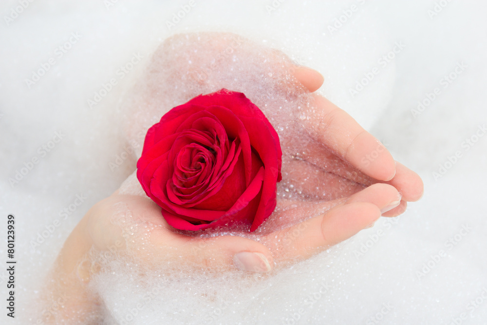 Fototapeta premium red rose and foam in female hands