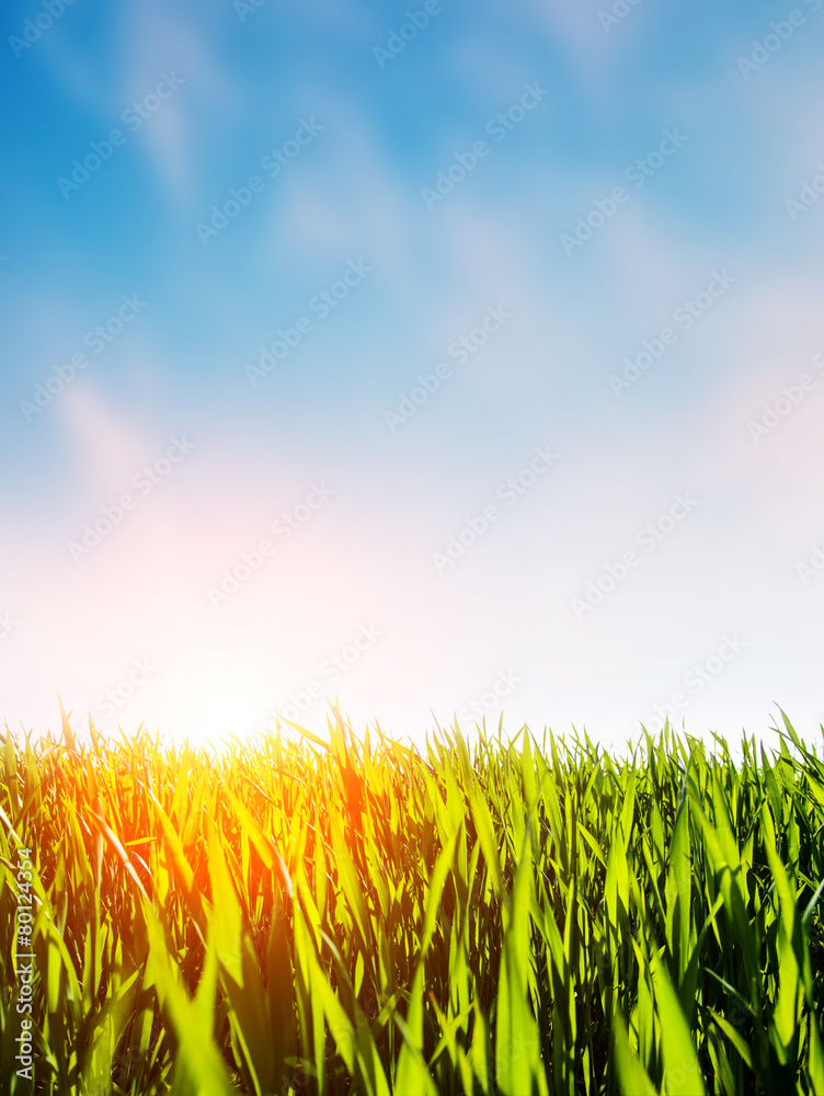 Fototapeta premium Green grass background