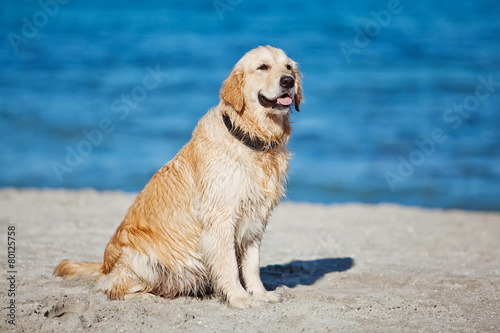 Happy labrador on the beach