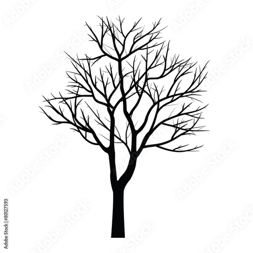 Trees with dead branch