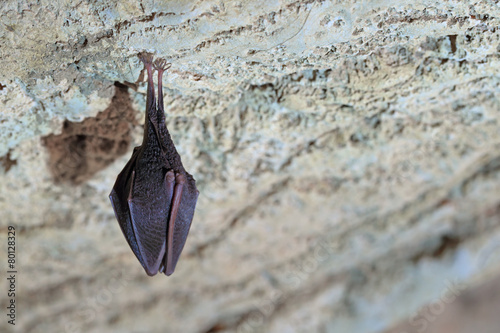 Bat sleeps in the cave hanging on the ceiling
