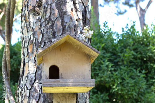 Home for a squirrel on a tree