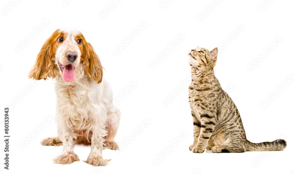 Funny dog Russian Spaniel and sniffing cat Scottish Straight