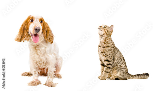 Fototapeta Naklejka Na Ścianę i Meble -  Funny dog Russian Spaniel and sniffing cat Scottish Straight