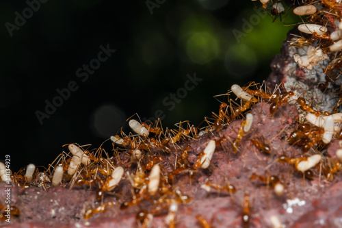 Ant are carrying eggs