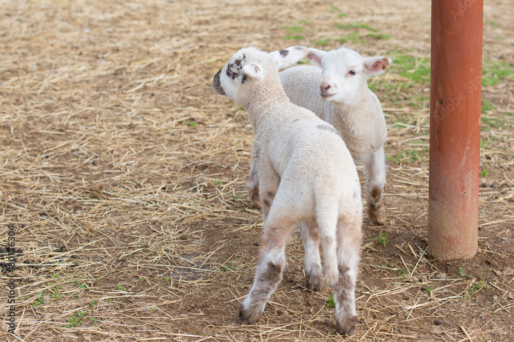 Fototapeta premium ２匹の子羊