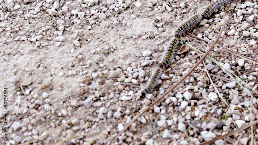 Pine processionary (Species: Thaumetopoea pityocampa). Pine processionary (Species: Thaumetopoea pityocampa).