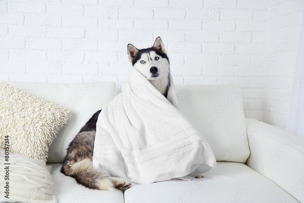 Beautiful cute husky with towel sitting on sofa in white room - obrazy, fototapety, plakaty 