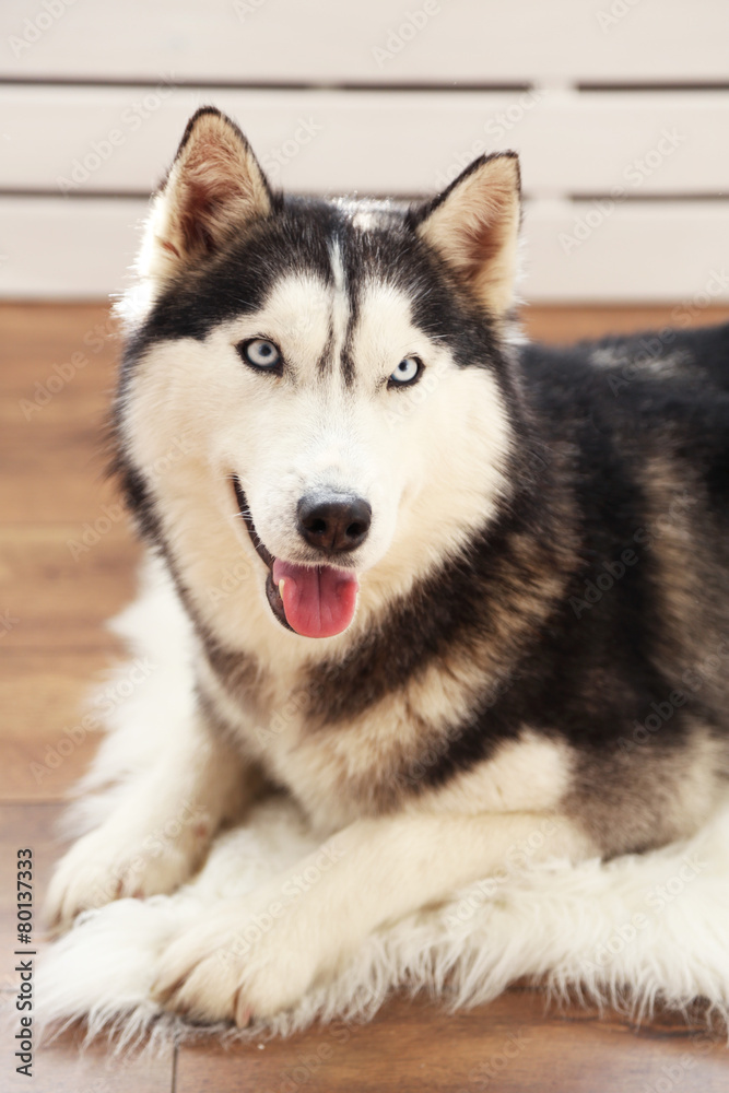 Beautiful cute husky lying on carpet in room