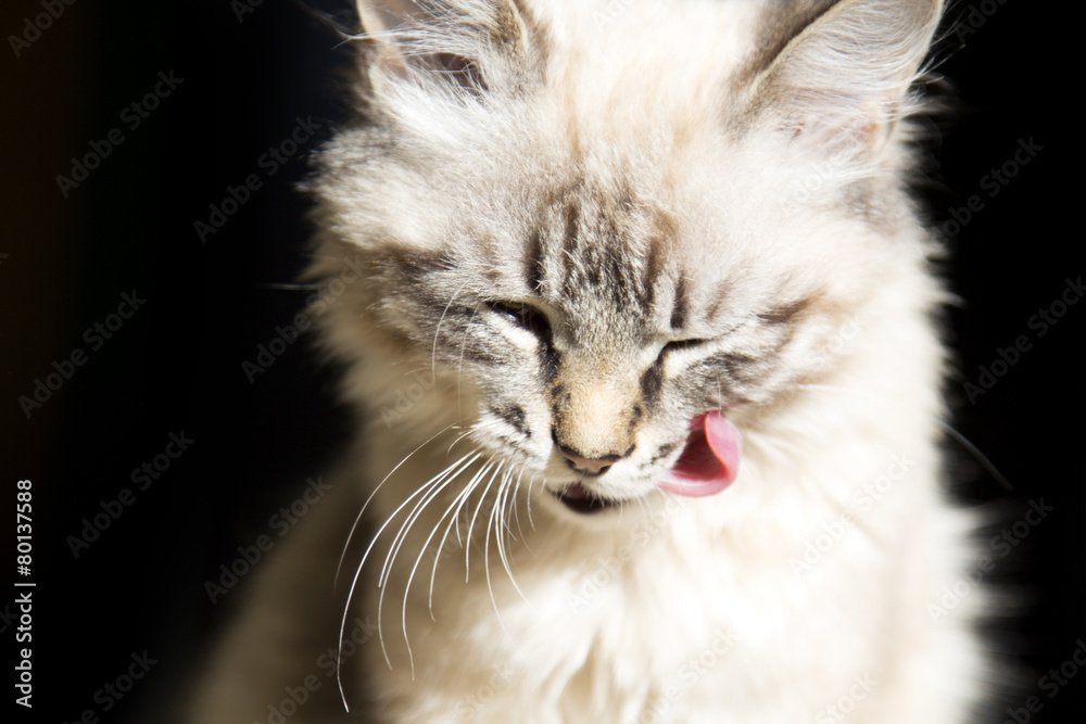beautiful cat licking after eating beautiful cat licking after eating