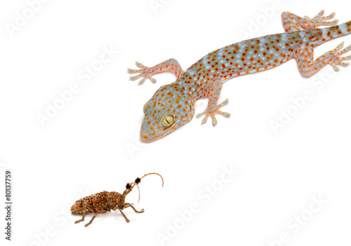 Gecko eating prey on white background.