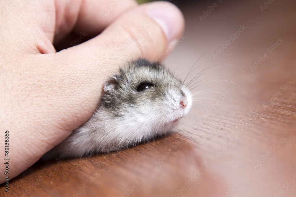 little hamster in the hand of man