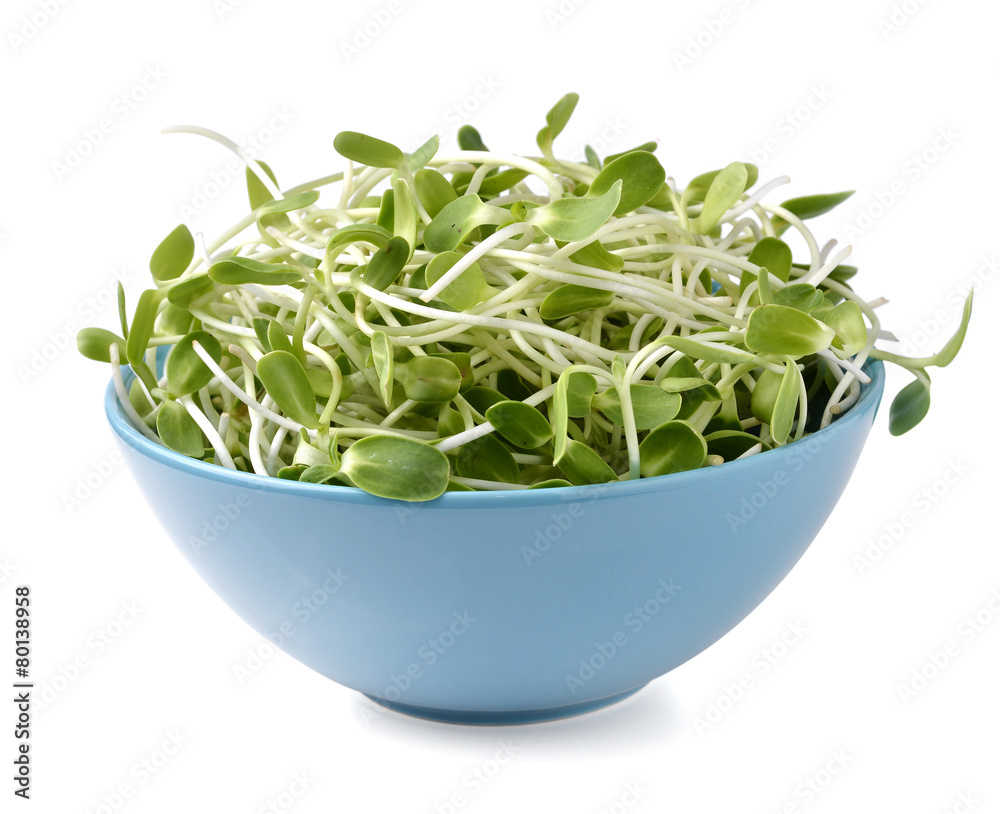green young sunflower sprouts in blue bowl green young sunflower sprouts in blue bowl