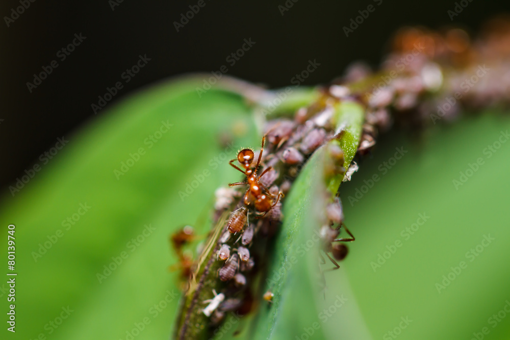 red ants on a green leaf red ants on a green leaf