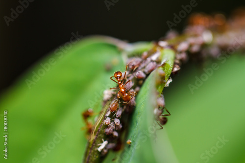  red ants on a green leaf