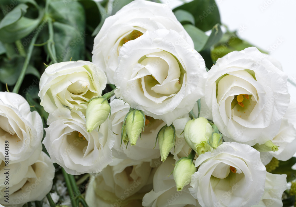 Close up of white roses Close up of white roses
