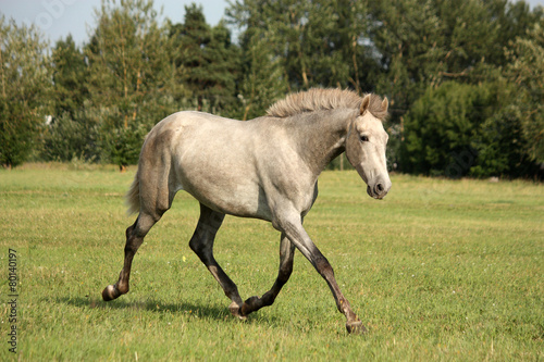 Beautiful gray andalusian colt (young horse) trotting free © virgonira
