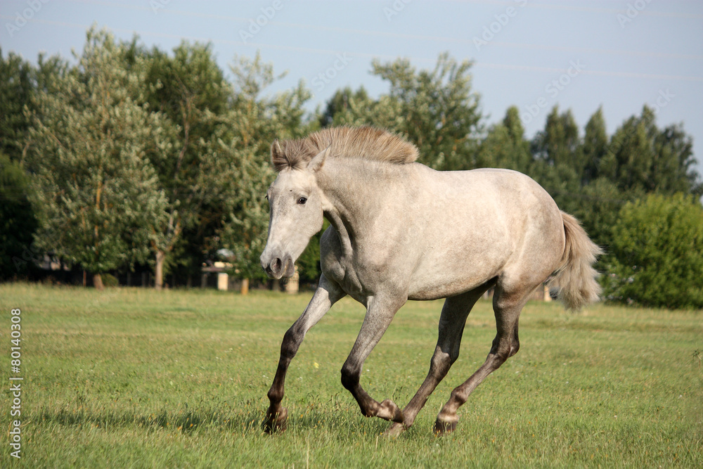 Young gray andalusian spanish horse galloping free