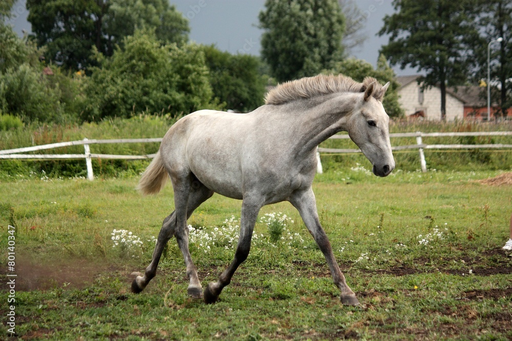 White horse trotting free at flower field White horse trotting free at flower field