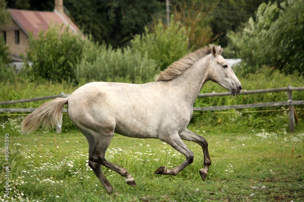 Gray andalusian horse galloping at flower field Gray andalusian horse galloping at flower field
