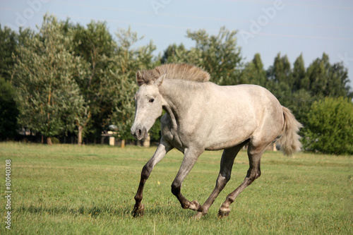 Young gray andalusian spanish horse galloping free
