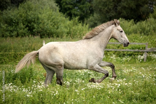 Gray andalusian horse galloping at flower field
