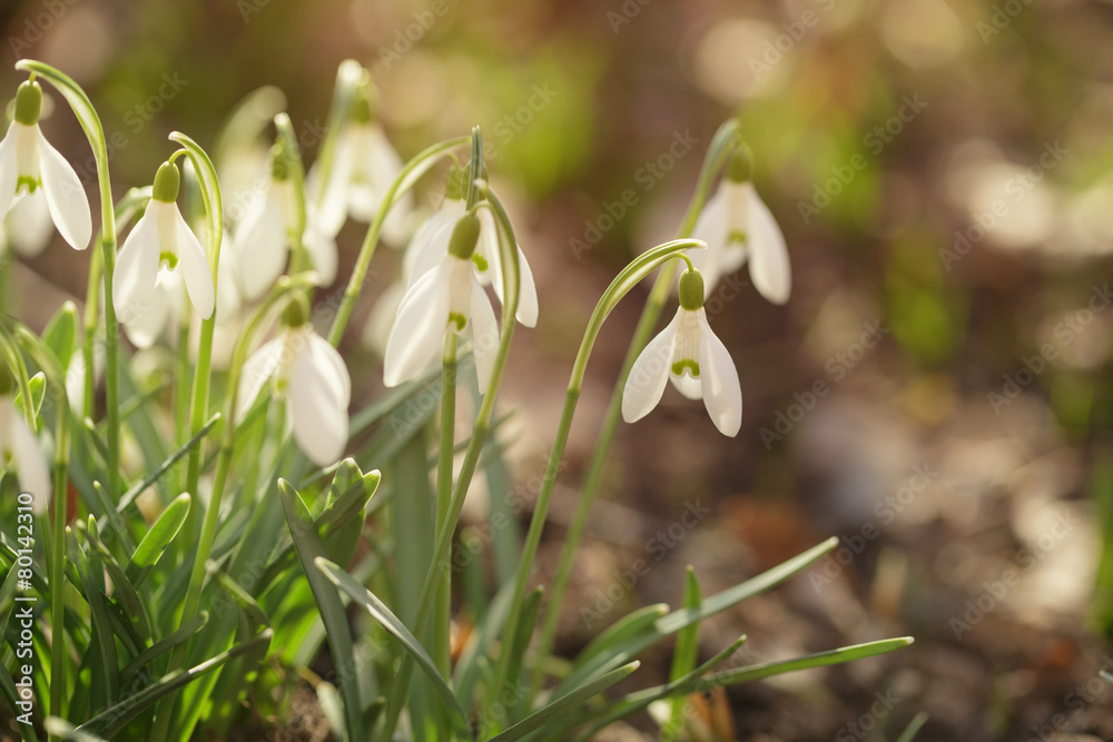 tender spring snowdrops in early spring morning tender spring snowdrops in early spring morning