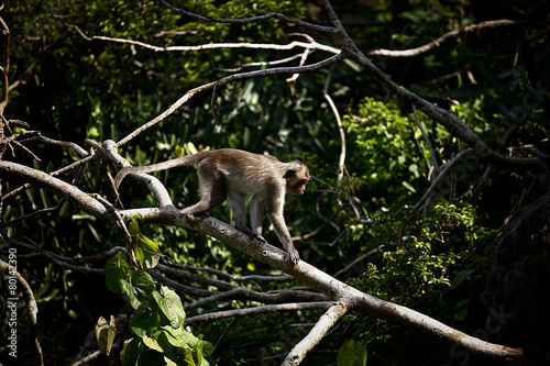 monkey in forest
