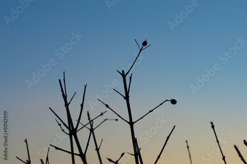 Dry plant silhouette