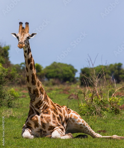 Giraffe lying on the grass in the savannah. Uganda.