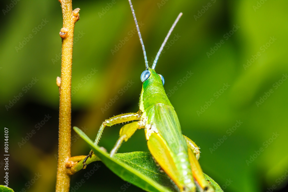 Fototapeta premium green grasshopper on grass leaf