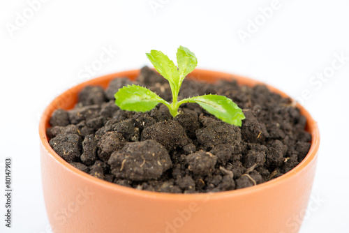 Young green tree in flower pot