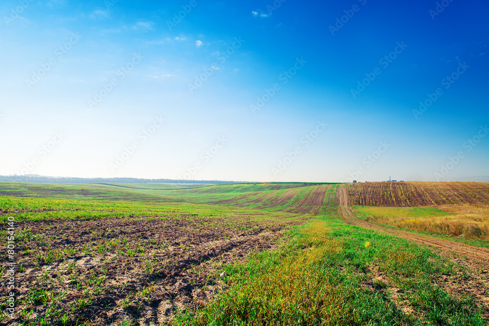 Fototapeta premium Green grass under blue sky