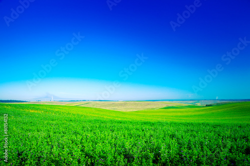 Green grass under blue sky