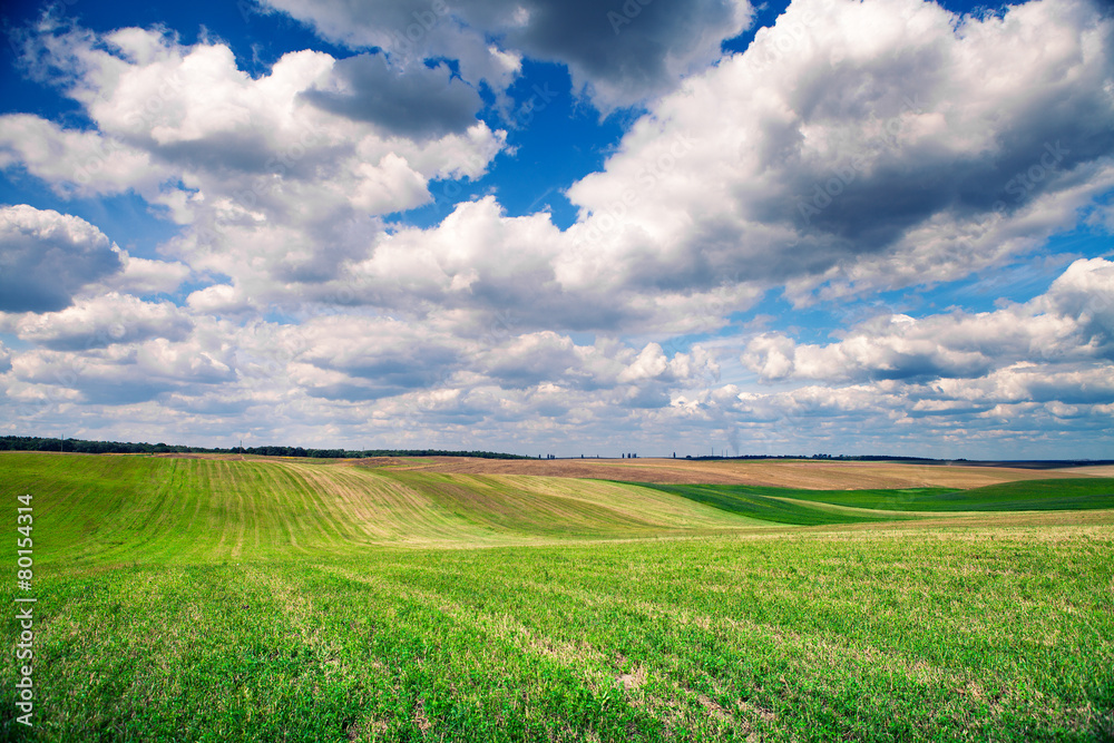 Fototapeta premium Green grass under blue sky