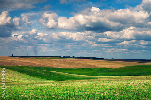 Green grass under blue sky © Ruslan Ivantsov
