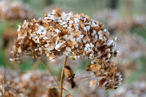 Dry wild flower in autumn