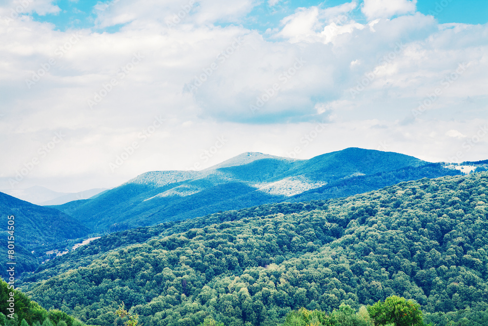 Pine tree forest