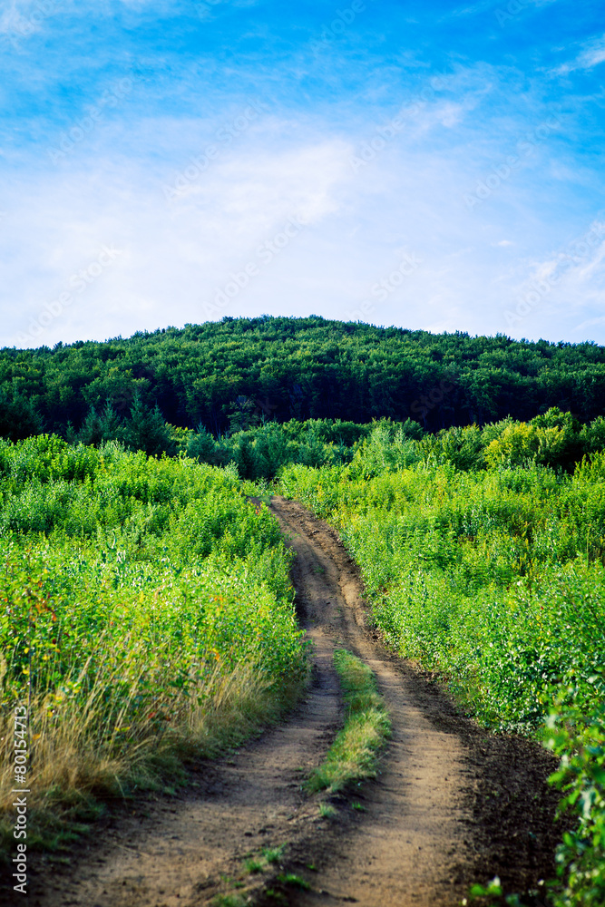 beautiful green forest beautiful green forest