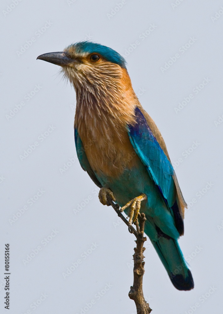 Obraz premium Beautiful bird on a tree. India.