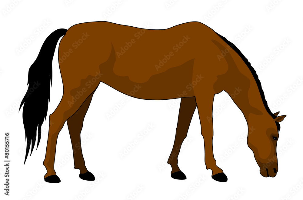 Fototapeta premium Horse