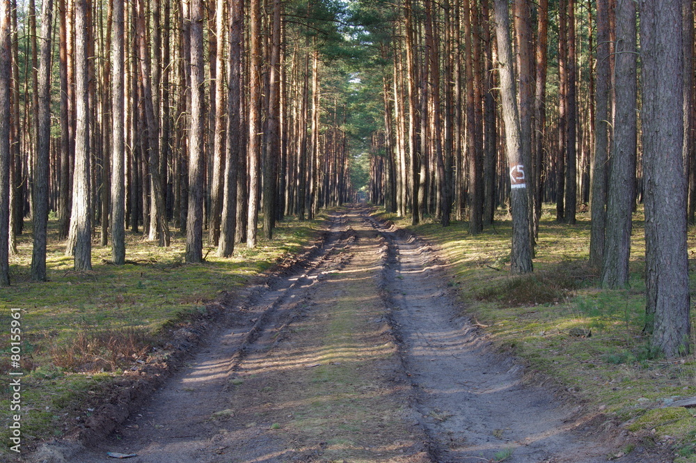 Fototapeta premium Leśna droga.