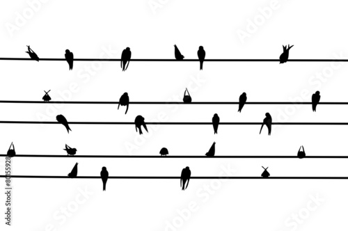 Swallows