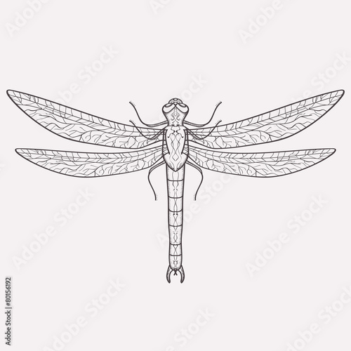 Vector illustration of dragonfly
