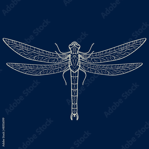 Vector illustration of dragonfly