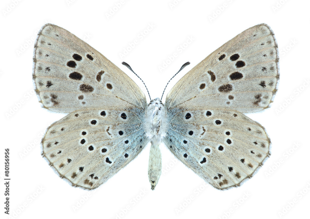 Obraz premium Butterfly Phengaris arion (underside)