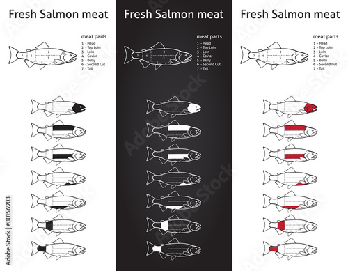 Fresh salmon meat diagram