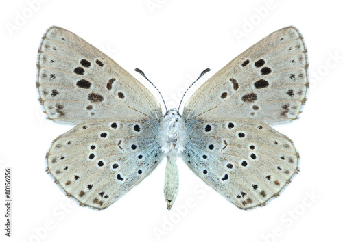 Butterfly Phengaris arion (underside)