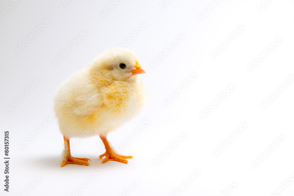little chick in front of bright background